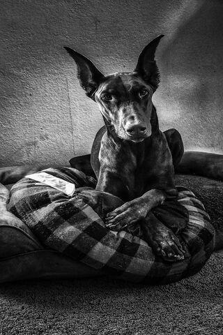 Cozy Canine Retreat 🐾