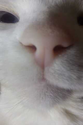 Gatito's Adorable Close-Up! 🐾