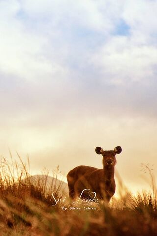 Anticipation in Nature 🌅