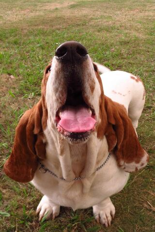 Basset Hound Bliss: A Howl of Happiness! 🐶🎉