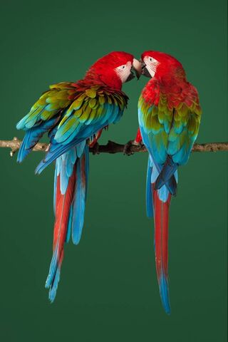 Parrots