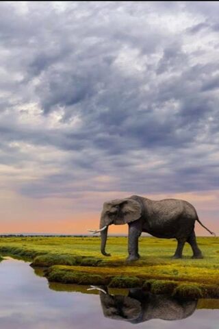 Quenching the Thirst of Nature 🌍🐘