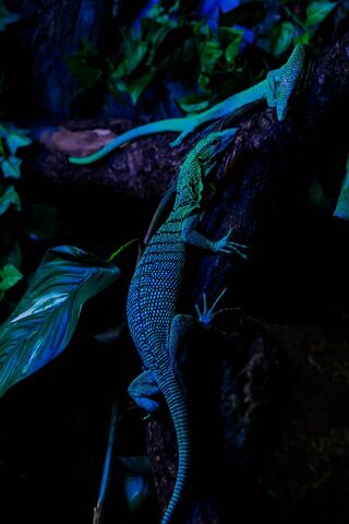 Emerald Elegance: The Enigmatic Green Tree Monitors 🌿🦎