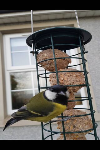 Bird At Feeder
