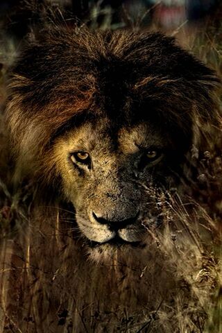 Majestic Guardian of th..