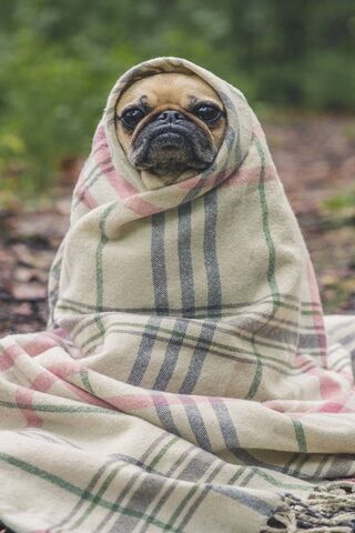 Pug In Blanket