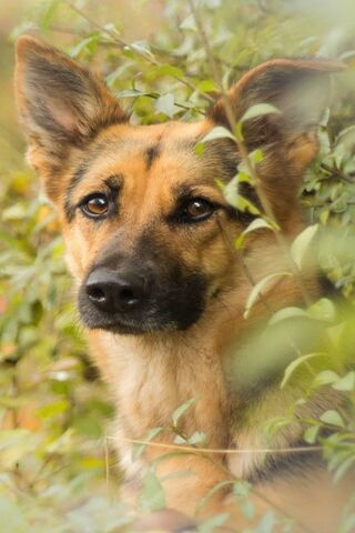Majestic German Shepher..