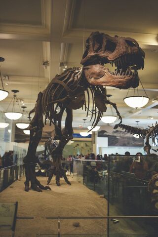 T-Rex: The King of the Dinosaurs 🦖👑