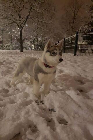 Nalou In The Snow
