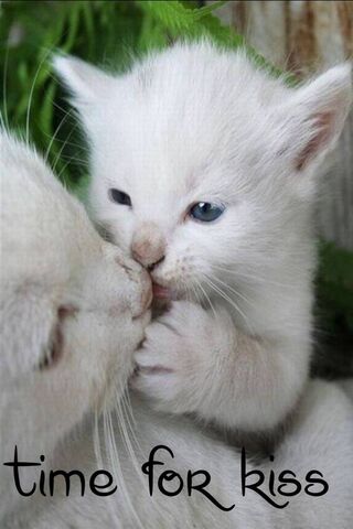 Purrfect Moments of Aff..