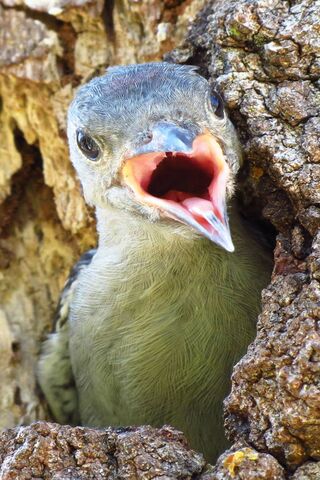 Charming Baby Woodpecker: Nature's Little Drummer 🎶🐦