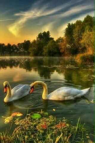 Serenity of the Swans 🦢🌅