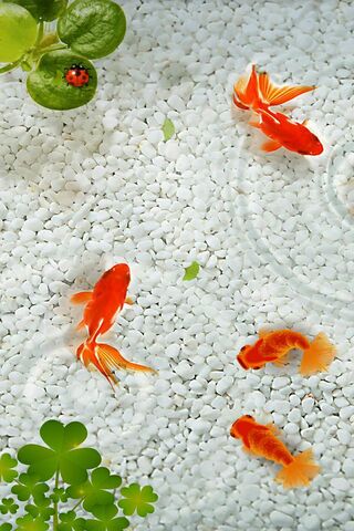 Underwater Harmony: A G..