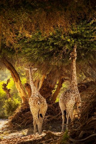 Majestic Giraffes in Their Natural Habitat 🌿🦒