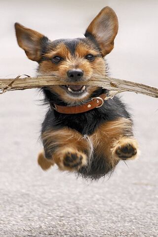 Cane Gioco: The Joy of Playtime! 🐾🎉