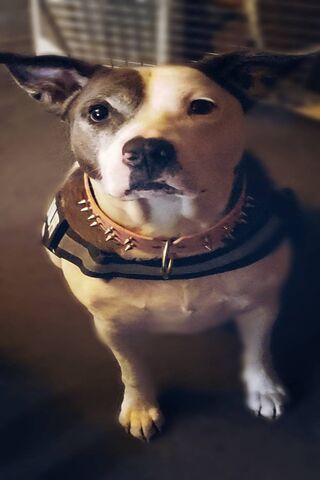 The Loyal Guardian: A Pitbull's Heart