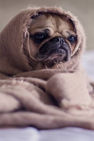 Pug In Blanket