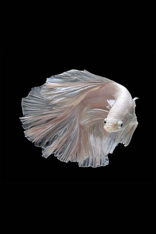 Fighter Fish 4