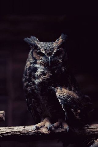 Owl