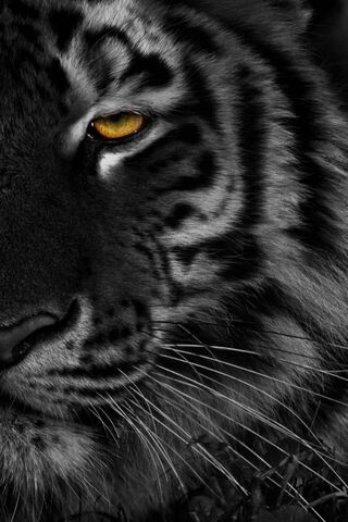 Watching You