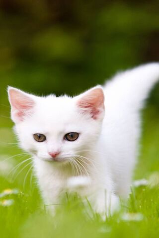 Adorable White Kitten in Nature 🌼🐾