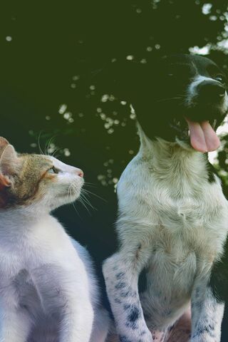 Furry Friends: A Curious Encounter 🐾