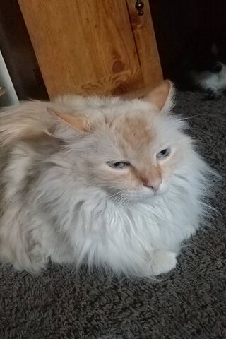 PHONEKY - Cory Chase HD Wallpapers