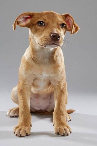 Puppy Bowl: The Cutest Game in Town! 🐶🏈