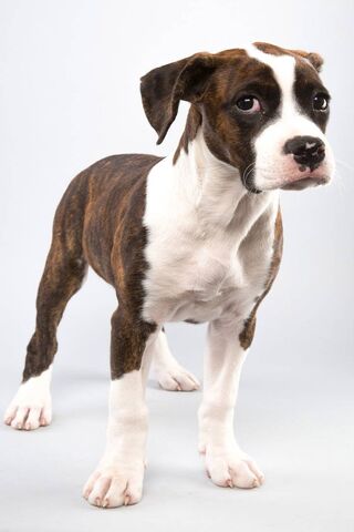 Puppy Bowl: The Cutest Game in Town! 🐶🏈