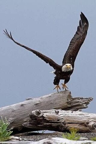 Soaring Dreams: The Eagle's Ascent