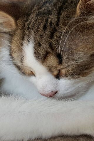 Dreaming of Space Adventures 🌌🐾