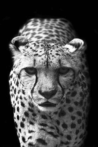 The Majestic Stalker: A..