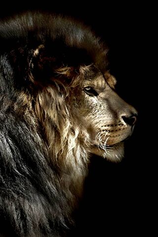 Wild Lion Wallpaper - Download to your mobile from PHONEKY