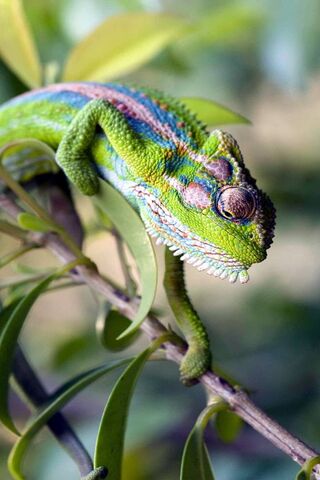 Colorful Camouflage: Nature's Masterpiece 🌿🦎