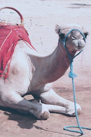 The Charming Camel: A Desert Companion 🐪✨