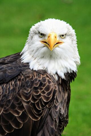 Majestic Guardian of the Skies 🦅