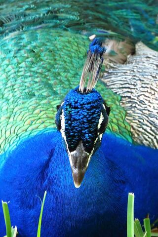 Majestic Colors of the Peacock