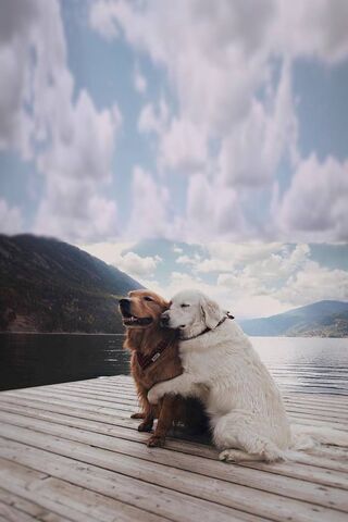 Paws of Affection: A Bo..