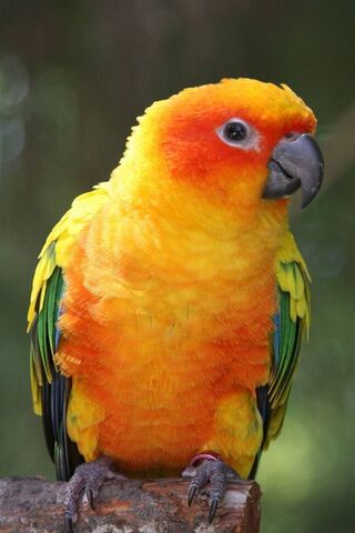 Vibrant Feathers of the Sun Conure 🌞🦜