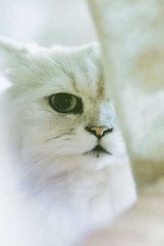 Whispers of Elegance: The Enigmatic White Beauty 🐾✨