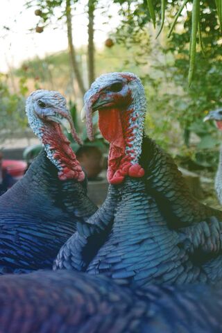 Gobble Up the Beauty of..