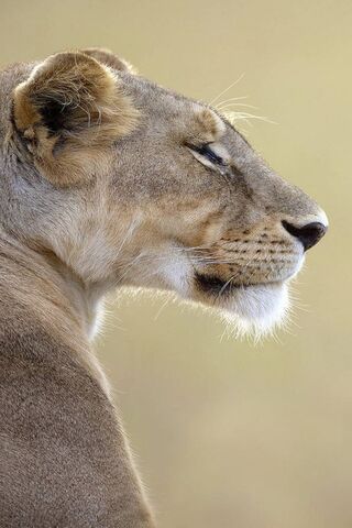 Majestic Serenity: The Lioness in Profile 🦁✨