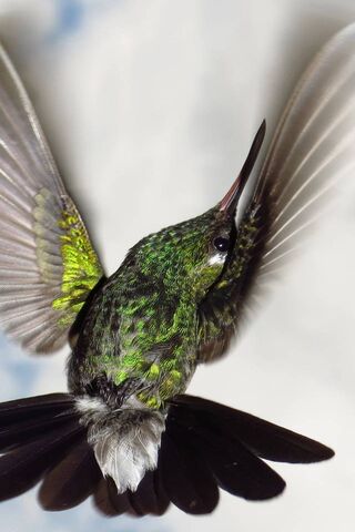 Dancing Jewel: The Hummingbird Colibri