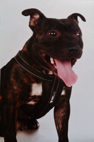 The Joyful Staffordshire Bull: A Loyal Companion 🐾❤️