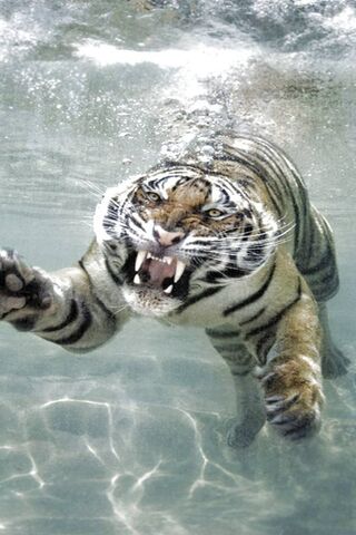 Majestic Hunter: The Un..