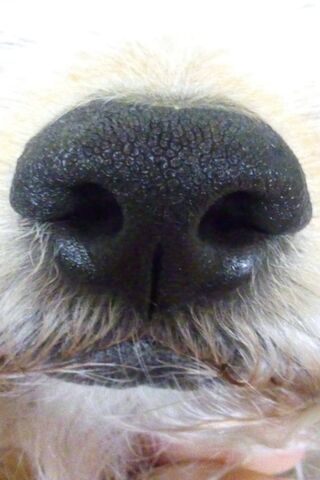 The Curious Nose of Perro 🐶