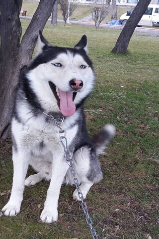 Cango the Happy Husky 🐾