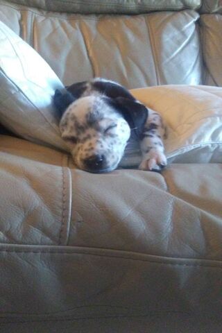 Dreamy Puppy Nap Time 💤🐾