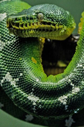 The Enigmatic Coil: Nature's Green Wonder 🌿🐍