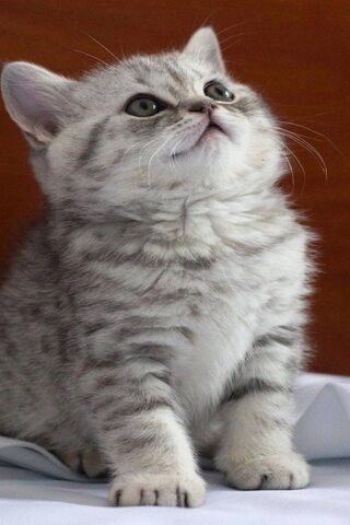 Curious Whiskers: The E..